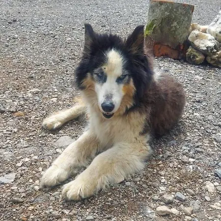 Tumba Sisli Vadi Otel Kartepe